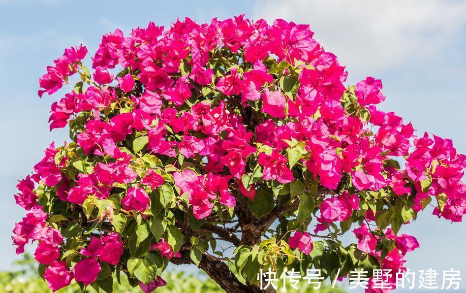 三角梅|三角梅小苗买回家,这样缓苗操作,不出半年就爆花