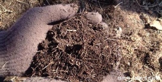 搜集的干松针,养花该怎么处理,如何用?