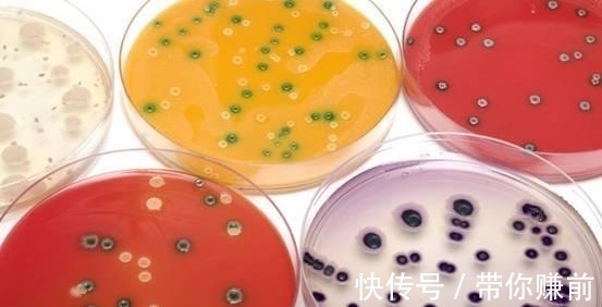 隔夜菜|隔夜菜到底能不能吃?央视为此做实验,结果让人出乎意料