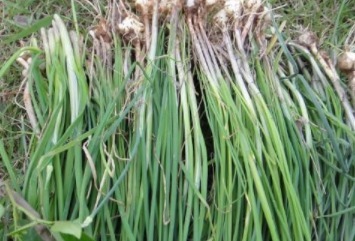 农村|农村里有一种叫做“护肾草”的野菜,曾经是给皇上的贡品!