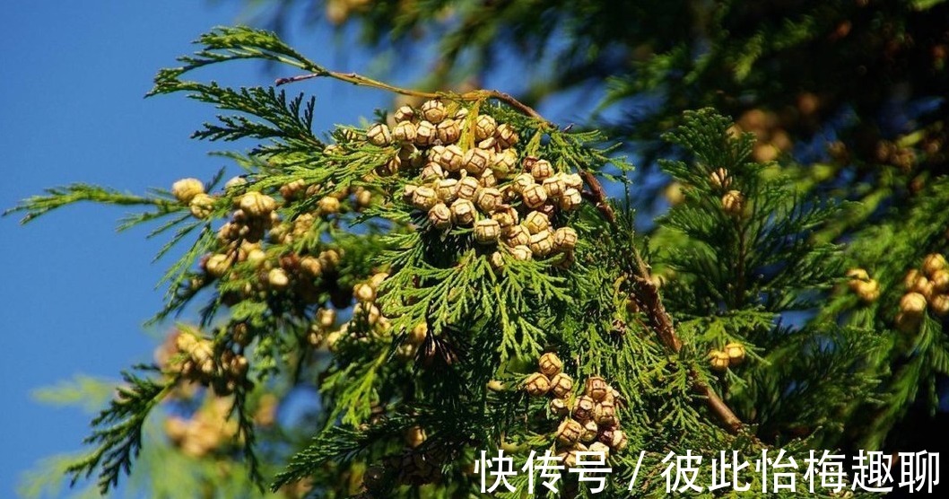 九龙柏|盆栽柏树,春意正浓,依旧不变的翠绿