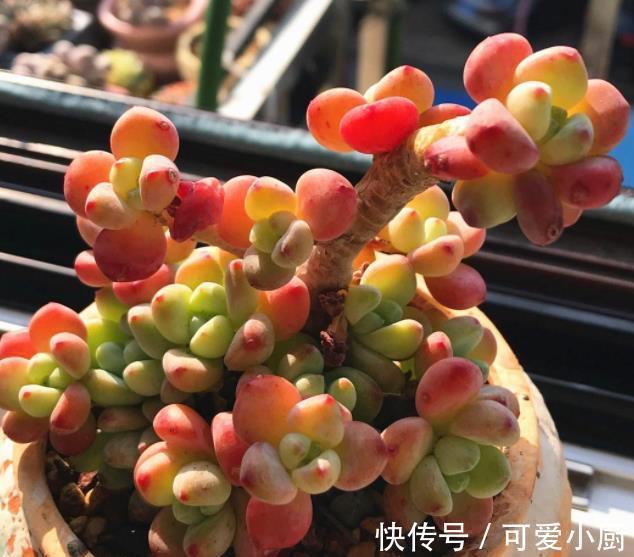 冬天养多肉劳尔，教你几个小技巧，掌握了叶片饱满，香味清新