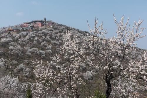 古塔古寨相伴，杏花开遍山野——荥阳千尺塔迎来最美的季节