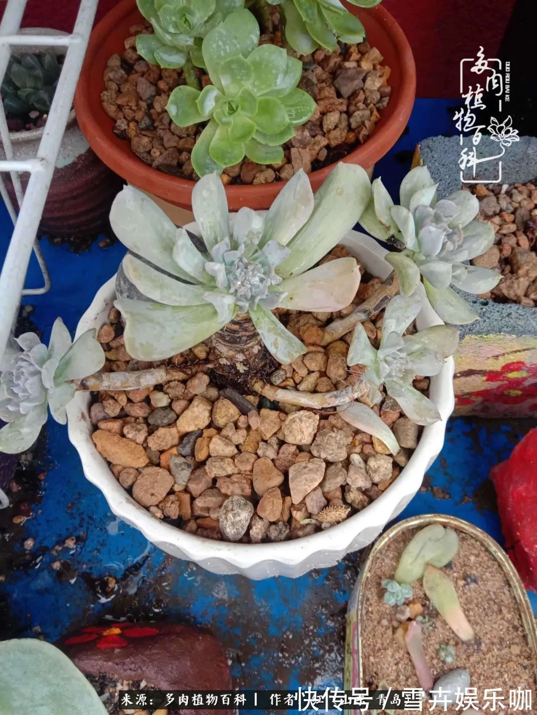 红稚莲|多肉度个夏,回到解放前!曾经有多美,现在就有多丑!