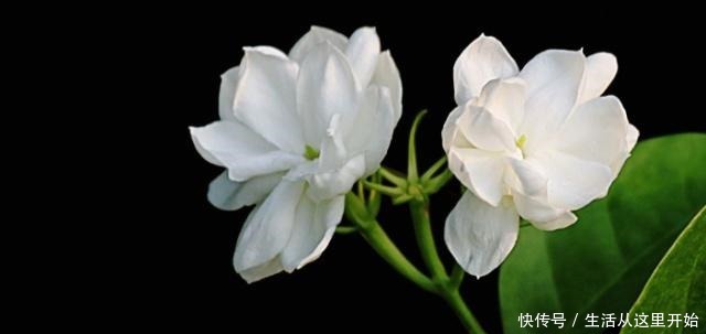 90%花都是因为浇水而枯萎,老农也不例外,新手养花必看的技巧!