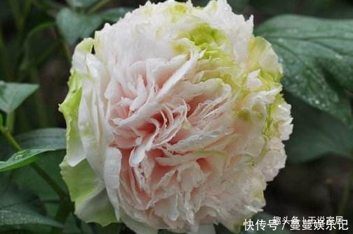 春天家里养此款花，花期长花量大，一盆千百朵，枝头花苞满