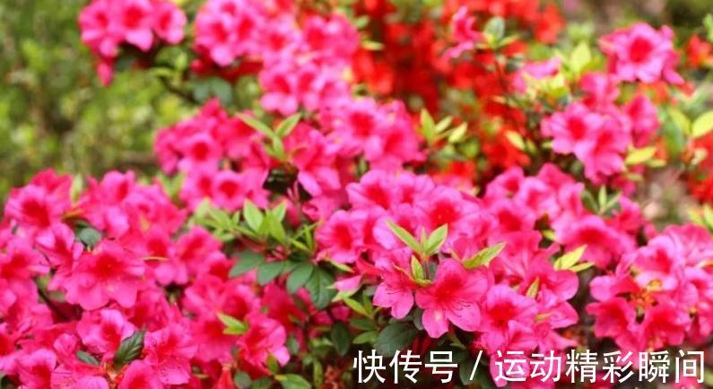 越来越多的人舍弃西洋杜鹃,却爱养四季开花的它,低维护是重点
