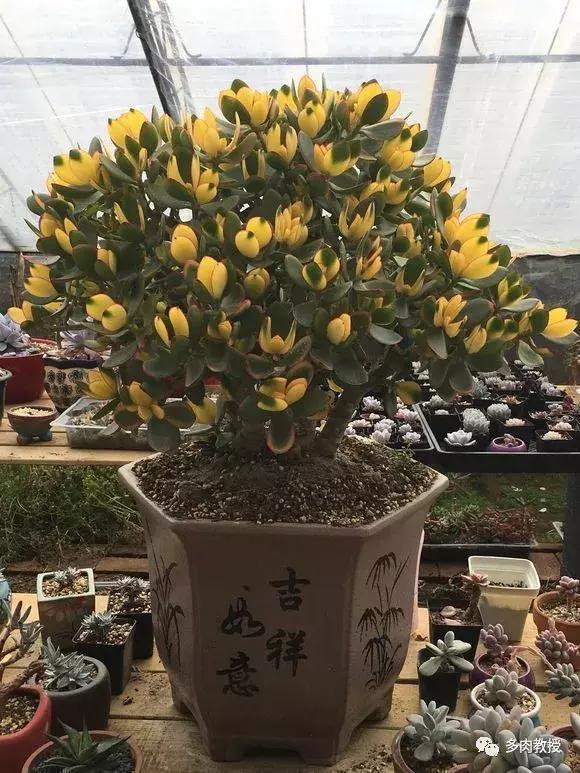 5种多肉“养不死”,1个月不浇水照样爆盆,5年养出“大老桩”