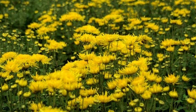 这些菊花是天然的”香水“，开花特别香，花色特别超好养