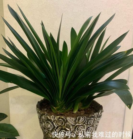 用自制“腐叶土”养君子兰，君子兰疯长爆盆，叶子油绿，呼呼开花