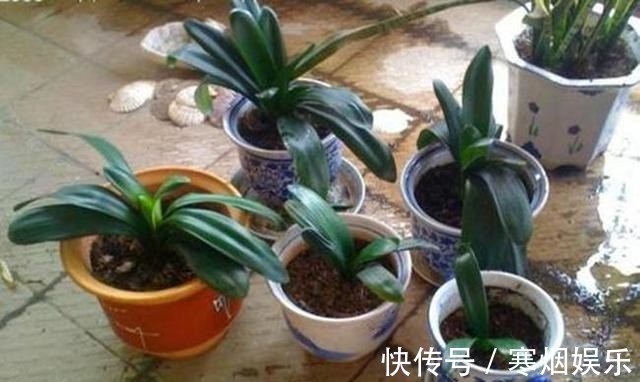 植株|厨房一种的养花宝,比柳树皮都易得,效果不比柳树皮差