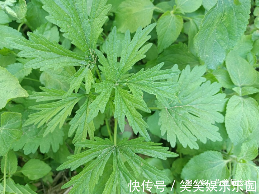 益母草|6种农村常见的野菜,比青菜还好吃,营养价值高,家乡人都喜欢吃