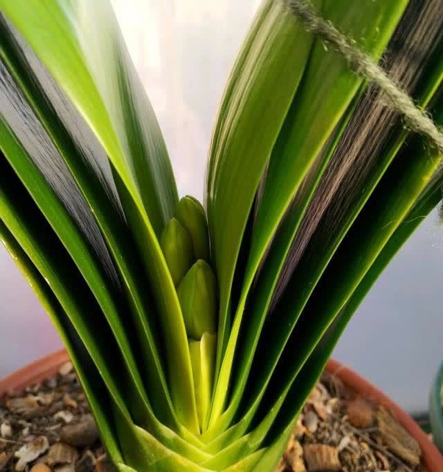 发酵淘米水臭气熏天,加2种东西,气味清香,肥效棒!