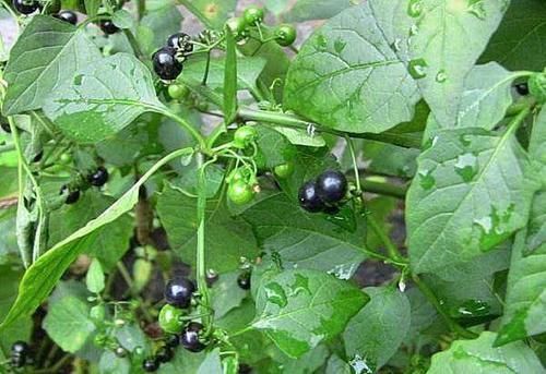 龙葵|小时候常吃却叫不出名字的野果,原来都是价值珍贵的药材,了解下