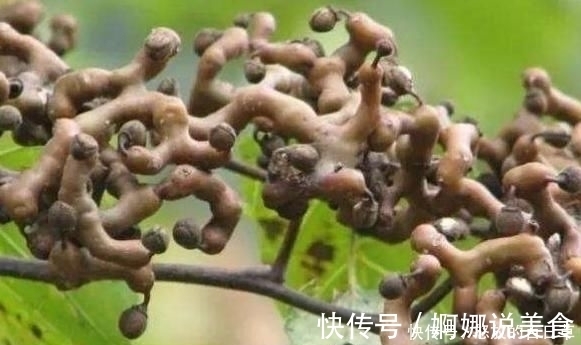 野果|4种即将“消失”的农村野果,全吃过越来越少,你吃过几种呢