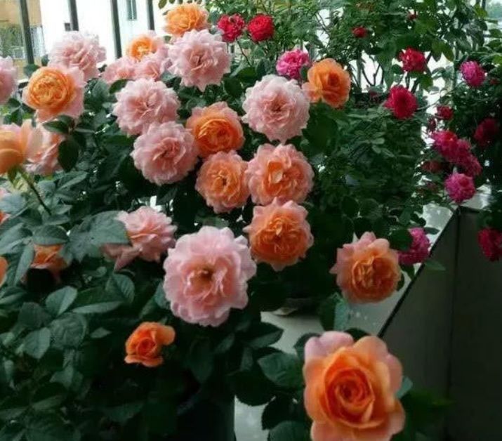 韭兰花韭兰花|养花就养此款花，花开不断，鲜艳漂亮，花开枝繁叶茂，超美