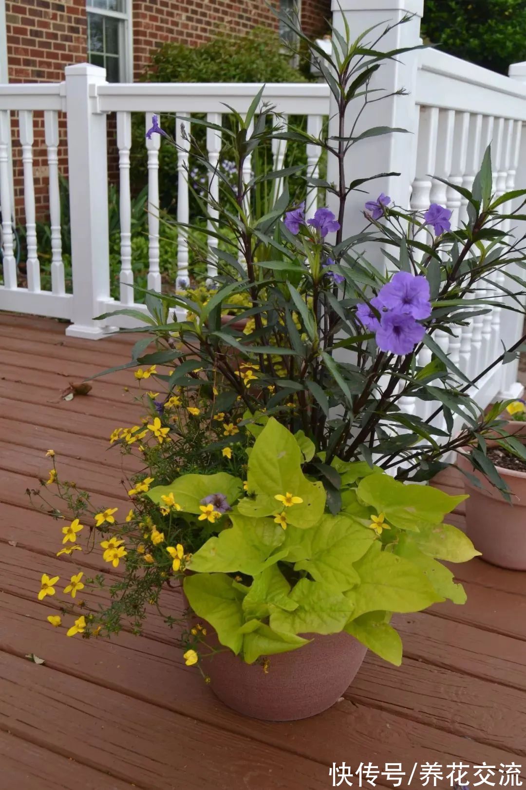 花量极其丰富的翠芦莉,适合在院子里种一片,也能养成盆栽