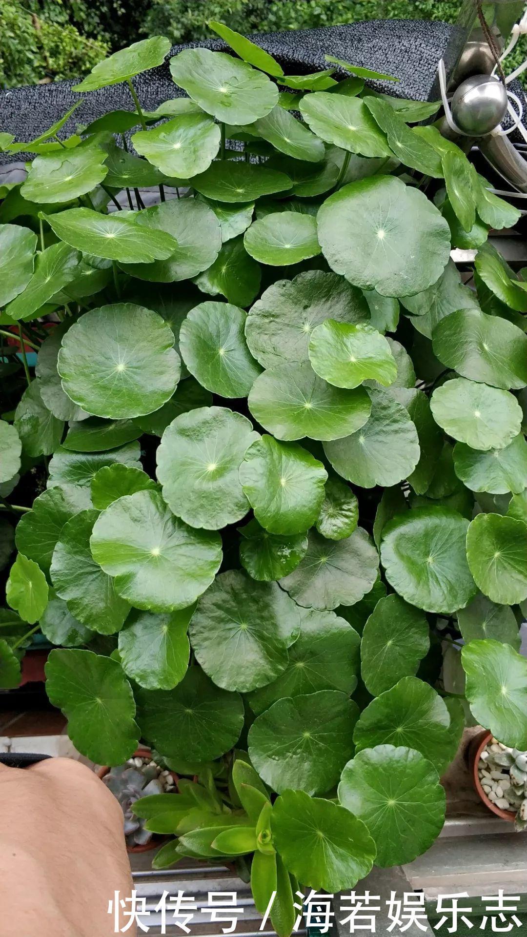 珠子|家里养了这花,小孩最喜欢,好看好玩太值了!