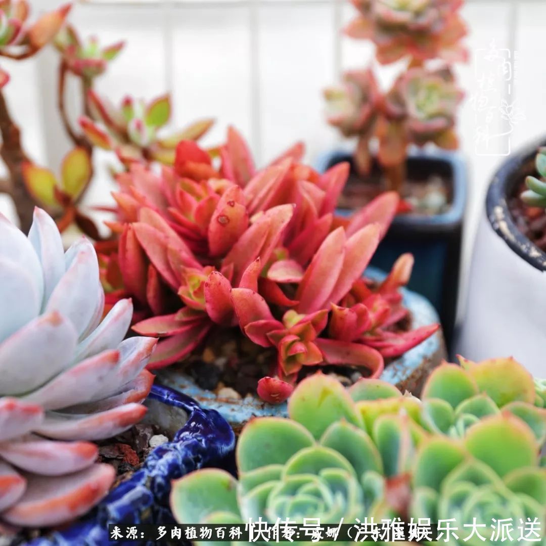 橙梦露|笼子里露养的多肉，越养越美！有多肉的日子伴着小确幸！