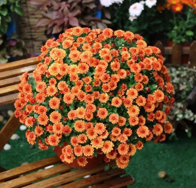 “聪明人”喜欢养的5种花,真能减少病菌吗?养之后:想多养几盆