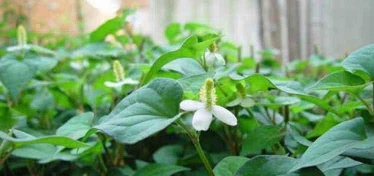 毒素|豆腐和此物一起煮,隔一天吃一次,排出毒素,补钙质,早食早受益