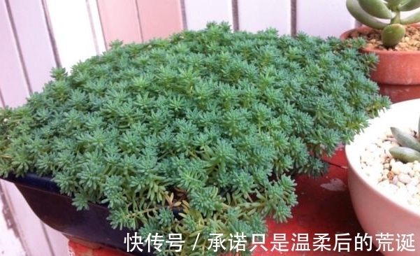 薄雪万年草|一款常被误认为“杂草”的多肉,薄雪万年草,总在野外成片长