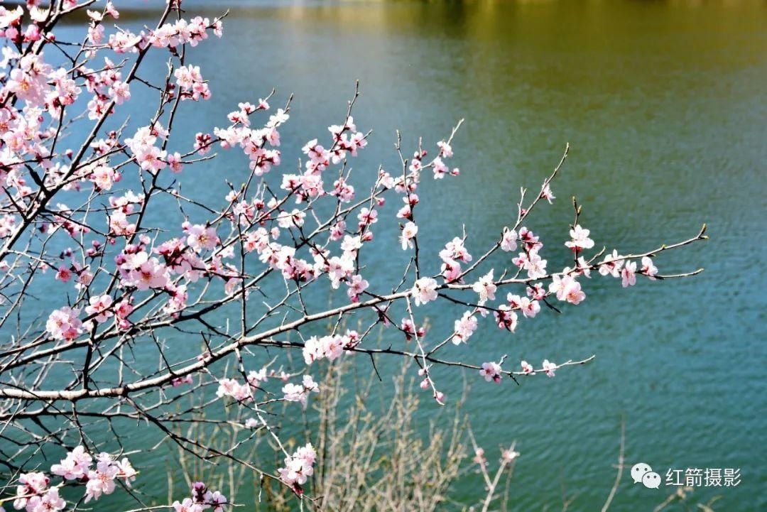 昌平花事：长峪城山花烂漫青山翠