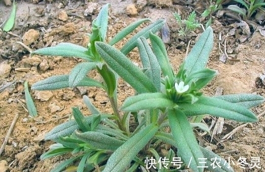 麦家|麦地里“灰蒙蒙”的野草,如今是优良的饲料,种子的价值更高