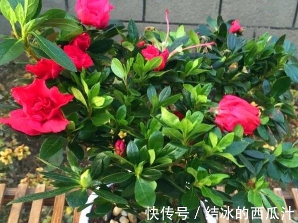 果皮|养杜鹃花，家中常备这2种水溶液，保管盆栽叶子绿、开花旺