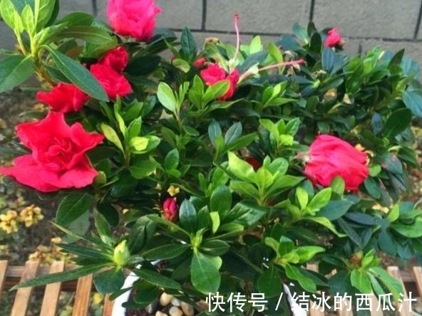 养杜鹃花,家中常备这2种水溶液,保管盆栽叶子绿、开花旺
