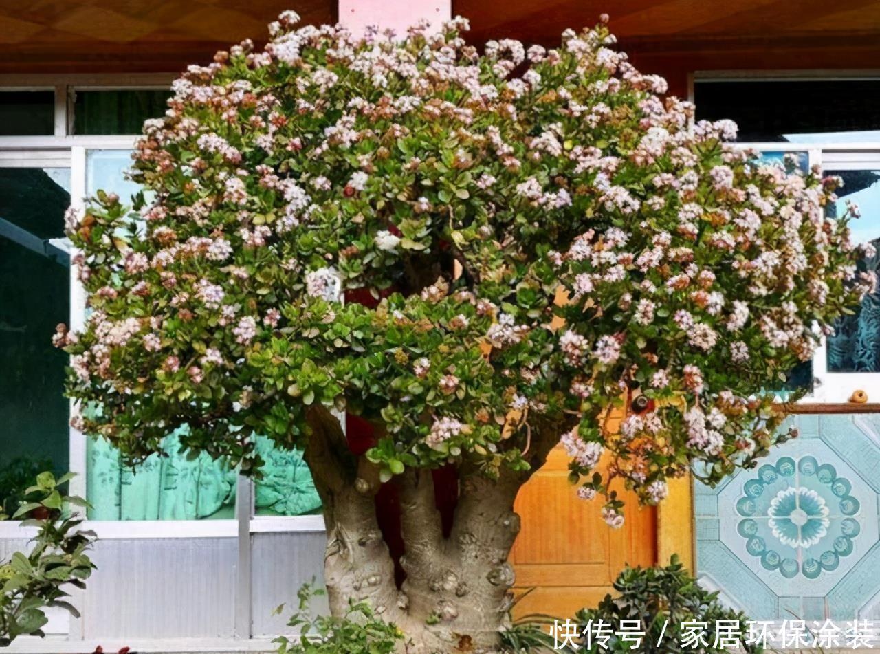 这些植物开花不常见，可遇不可求，叶片肥嘟嘟，开花太吉利