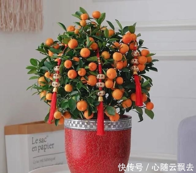 快过年了,6种“招财树”不能少,家里养几棵,招福又招财