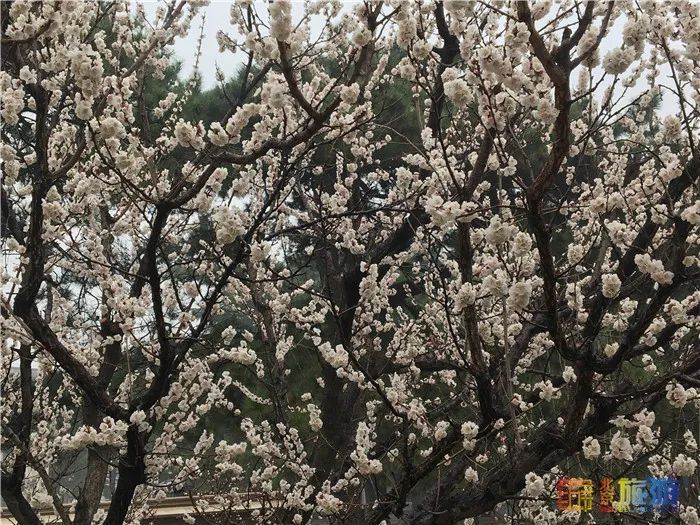 花海！梅花、玉兰、海棠、杏花，你要的醉人春色都藏在北京这座公园里！