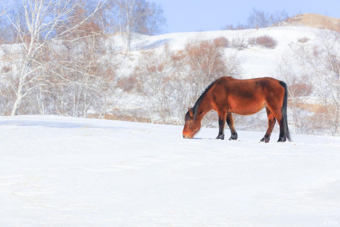 童话世界|【爱卡踏青季】穿行于乌兰布统洁白的童话世界②白桦林间