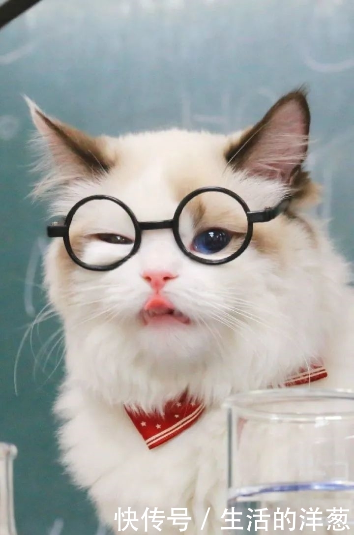 配不上|原来的壁纸已经配不上你的iPhone12了,快来换新的猫咪壁纸