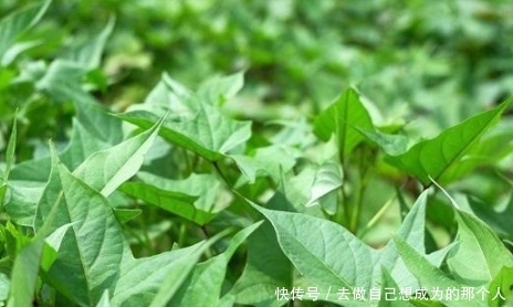 4种食物别轻易丢掉,教你“变废为宝”,多花点心思,就成了美食