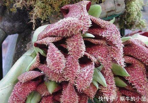 八种臭气熏天的植物,花型却很美丽