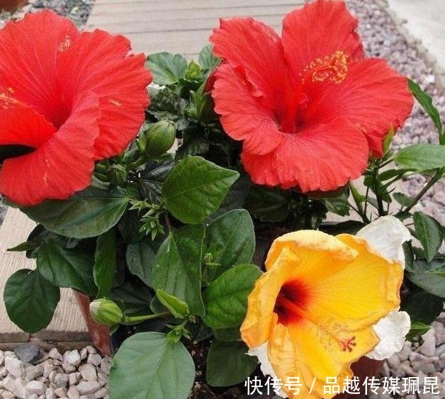 喝水|这些花,命太大,成桶成桶喝水,烈日下开花,开爆整个夏天