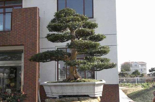 3种名贵盆景山上遍地有,教你养护技巧,个个价值高造型佳