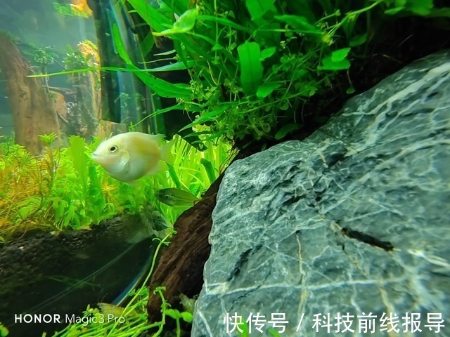 防水|荣耀Magic3 Pro一起挑战水下拍摄 与鱼儿零距离接触