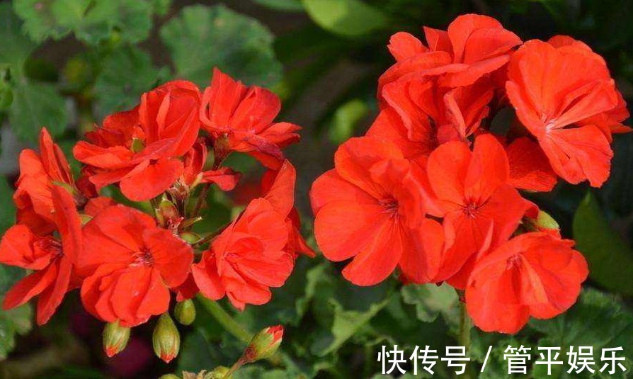 1种花“独受宠”,一开300天,比菊花好养又耐旱,新手也能养爆盆