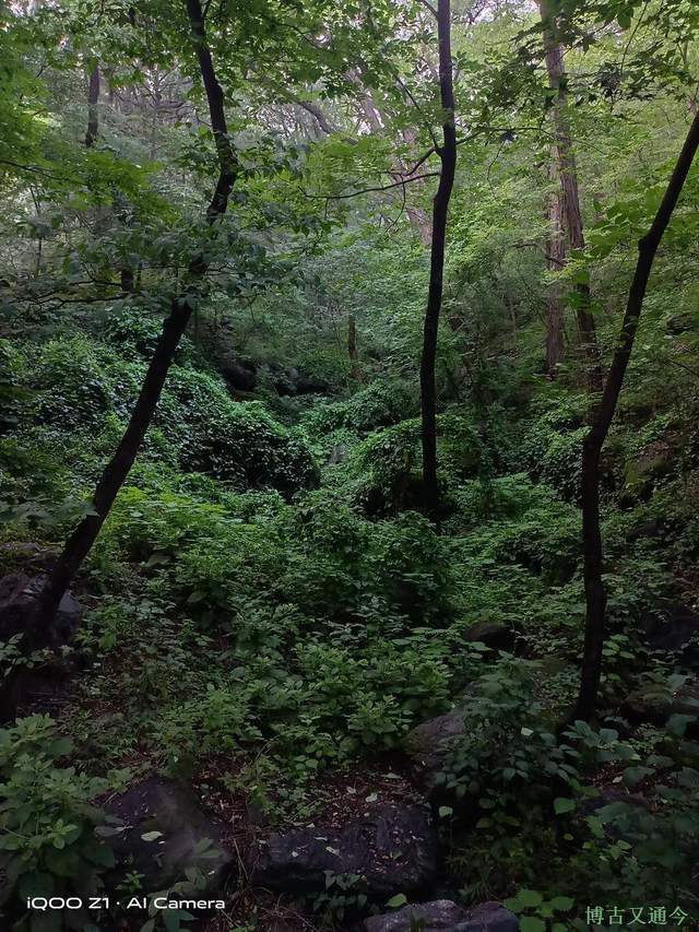 重现|走在绿色之中的植物园，樱桃沟中水杉林水流重现