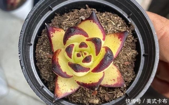 多肉乌木冬天要用补光灯吗?一般情况下不需要,毕竟它不容易徒长