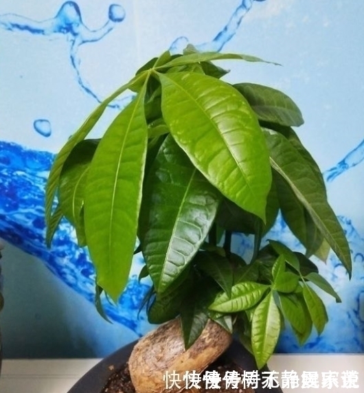 财树|养发财树,浇水有“诀窍”,2种“酸水”换着浇,叶片不黄长势旺