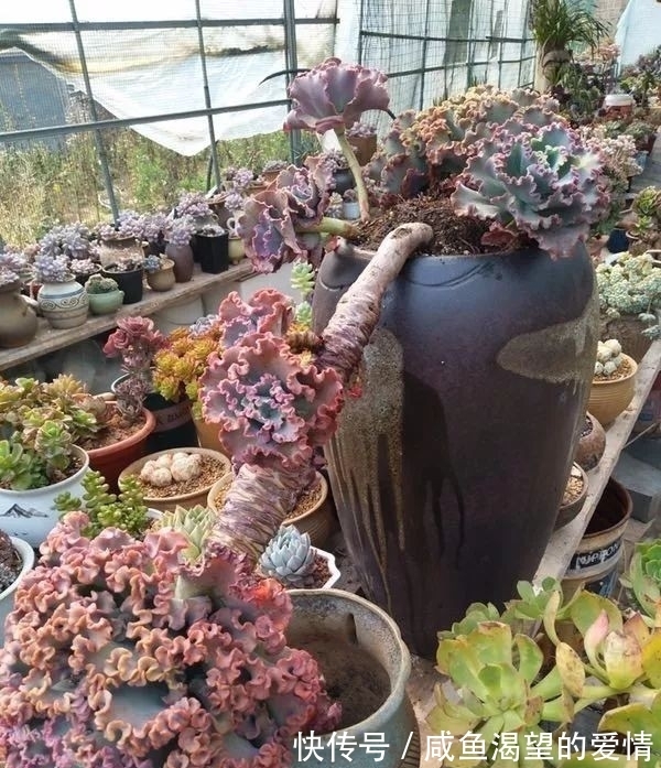 养多肉都喜欢大老桩?这10个品种全是“大粗腿”,越养越好看!