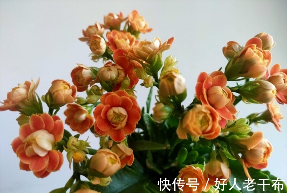 刚买回家的长寿花,4个方面不能急着做,不然没几天花苞掉光光