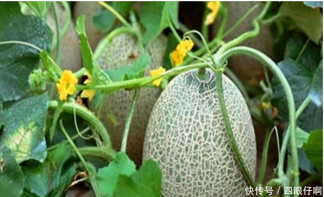 冬天护肝养肝,推荐吃3种食物,滋肝养肾,排毒抗衰,增强抵抗力