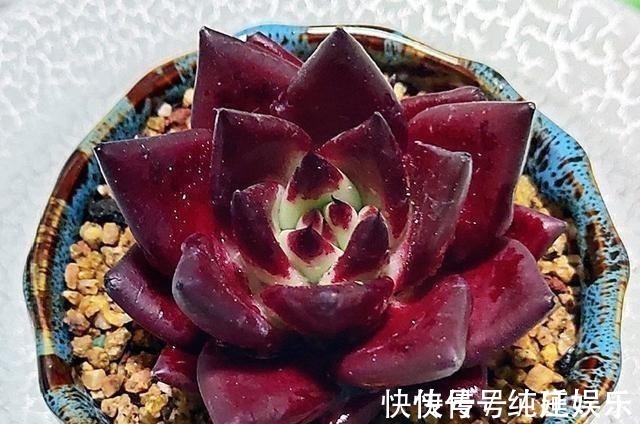 多肉植物|喜欢养多肉就挑漂亮的养,12款迷人的紫色多肉,好看还好养