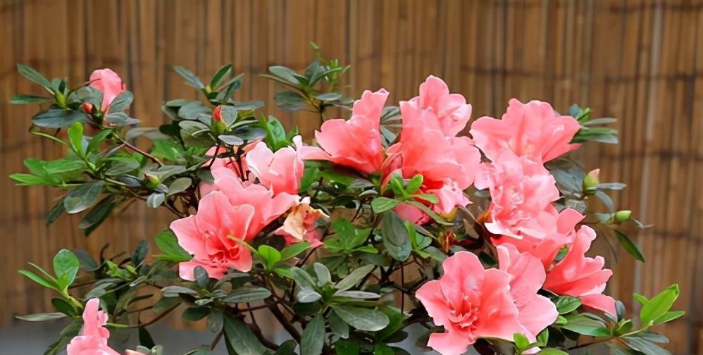 5种花即使“枯死”，也别“喷水”，否则会黄叶，烂叶，掉花苞！