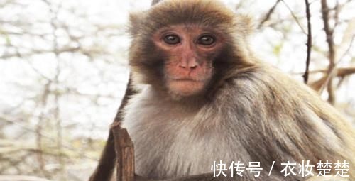 农历|老人常言：属猴人若出生在这几月，是上天安排，不会愁吃喝穿！